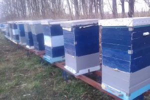 Pčelarstvo iziskuje velika ulaganja, a nailazi na još veće izazove