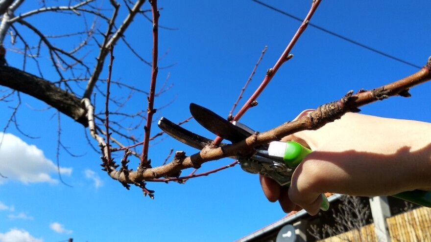 Rezidba breskve: Ostavite do 45 rodnih grančica po stablu