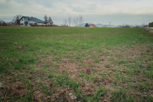 Manji prinosi kukuruza, ali više površina pod pšenicom u Moravičkom okrugu
