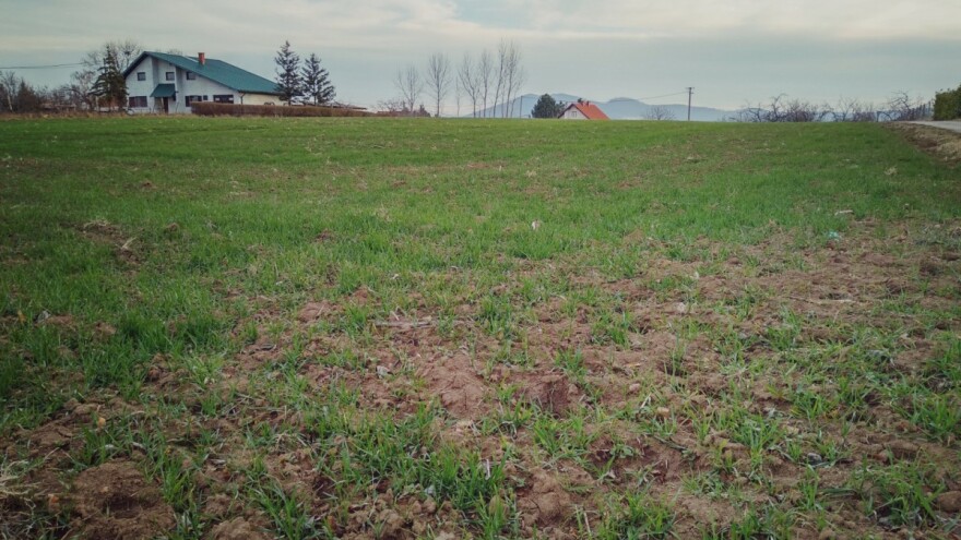 Manji prinosi kukuruza, ali više površina pod pšenicom u Moravičkom okrugu