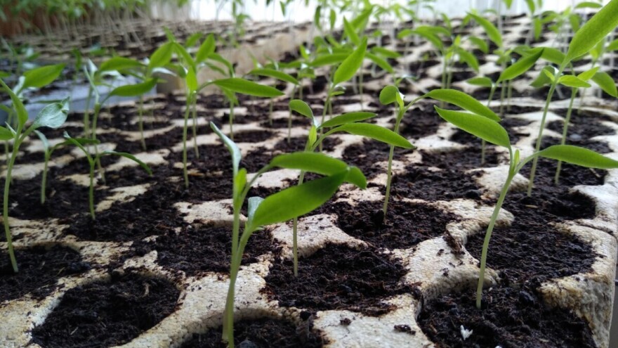 Pravilnik o stavljanju na tržište reprodukcijskog sadnog materijala i presadnica povrća