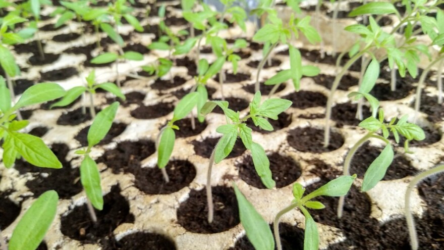 Za kvalitetan paradajz važan je rok setve, snabdevenost vlagom i osunčanost