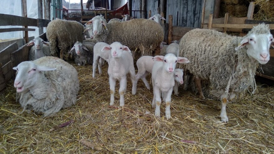 Ovce čije je vime obolilo od mastitisa, imaju više laktoze, šta još utiče na kvalitet mlijeka?
