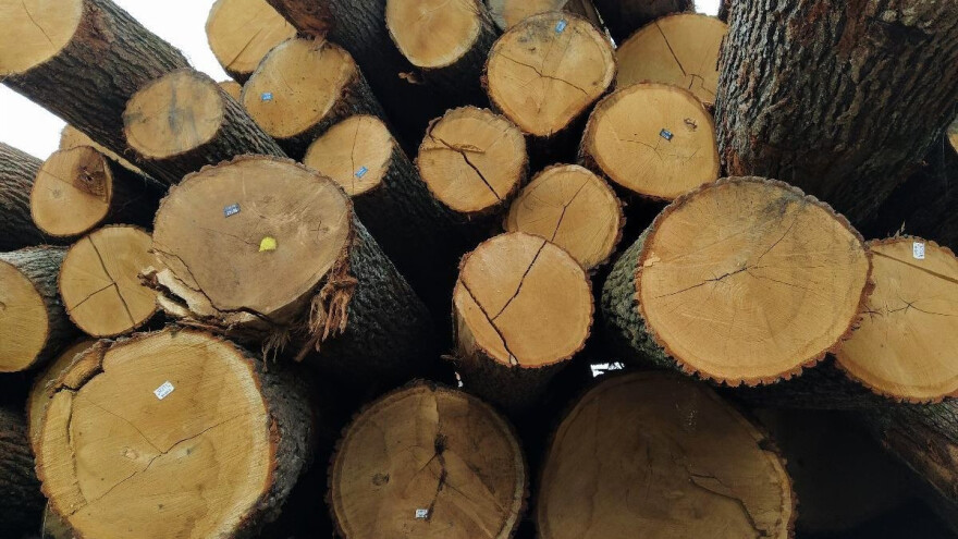 Europska komisija će ograničiti broj stabala za sječu?