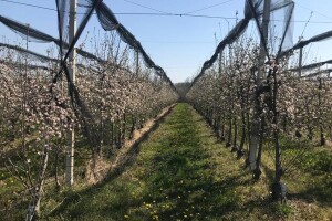 U voćnjacima Frane Ivkovića nezapamćeno niske temperature pomele 6 milijuna kuna!