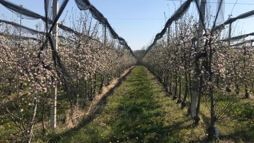 U voćnjacima Frane Ivkovića nezapamćeno niske temperature pomele 6 milijuna kuna!