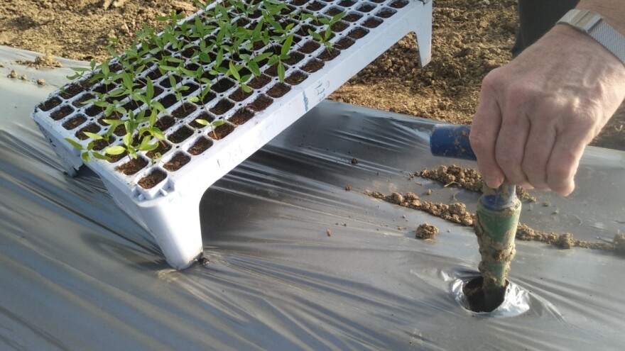 Maj - vreme velikih radova: od rasađivanja povrća do kalemljenja voća