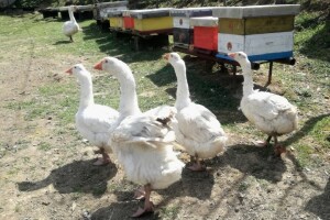 Dugogodišnji pčelar na svom "imunološkom" imanju pokrenuo i uzgoj gusaka