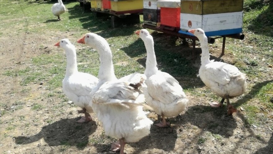 Dugogodišnji pčelar na svom "imunološkom" imanju pokrenuo i uzgoj gusaka