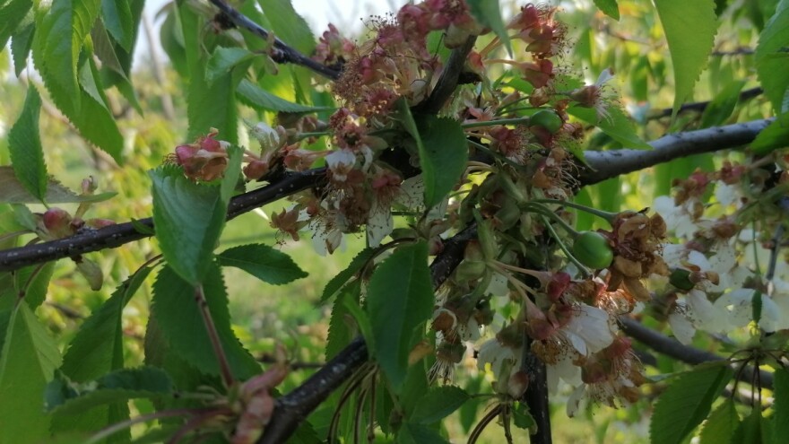 Stipe Dumančić: Svi pričaju o koronavirusu, a ispod radara prolaze najveće štete ikad