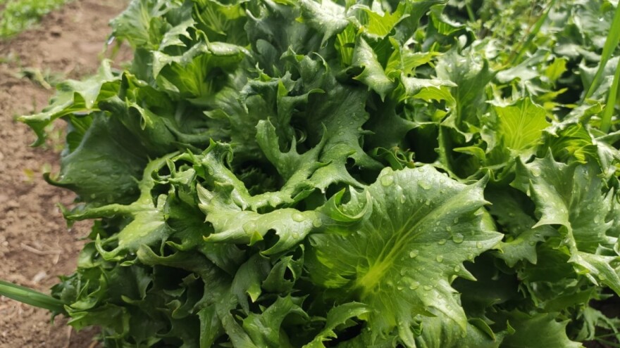 Miholjsko leto produžilo jesenju setvu salate - na šta obratiti pažnju?