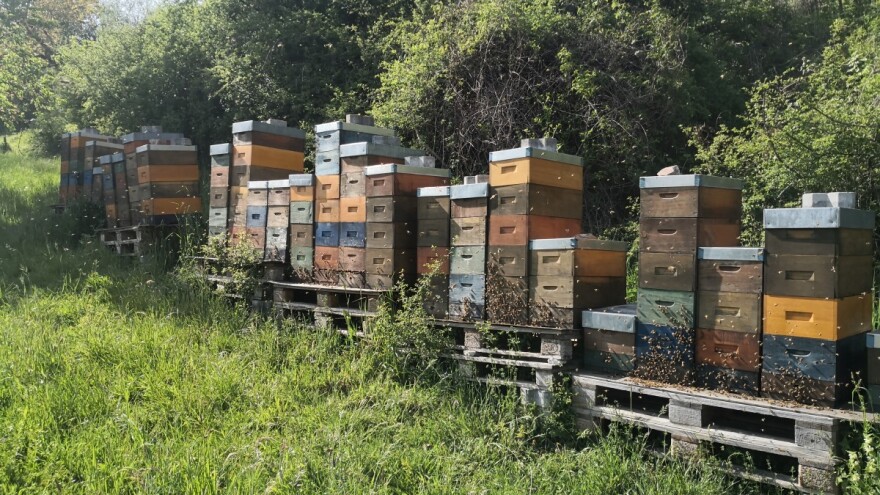 Bakfast ili karnika - šta misle pčelari?