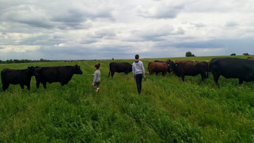 Zašto su agnus goveda idealna za pašni uzgoj u Srbiji?
