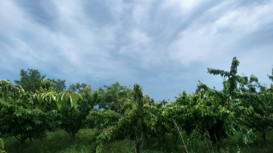 Razvoj bakteriozne plamenjače - nastavak nestabilnog vremena