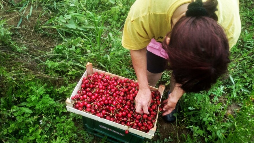 Za godinu i po dana prijavljeno 37.000 sezonskih radnika