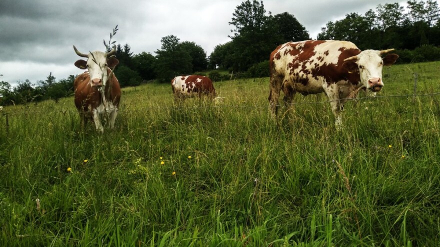 Opredeljena sredstva, obrada zahteva i uslovi konkursa: Šta su subvencije promenile u stočarstvu?