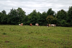 Jurina mala farma: Pokrenuo GoGetFunding kampanju da bi kravama osigurao novu staju