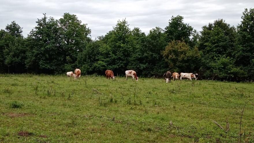Jurina mala farma: Pokrenuo GoGetFunding kampanju da bi kravama osigurao novu staju