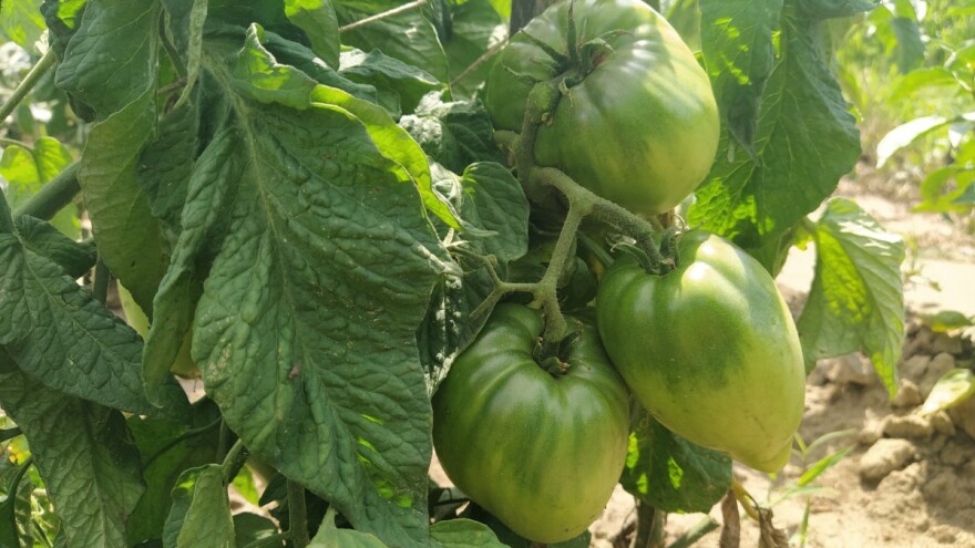 Mali proizvođači i dalje protiv: Zakon o sjemenu ugrozit će i tržište plodova