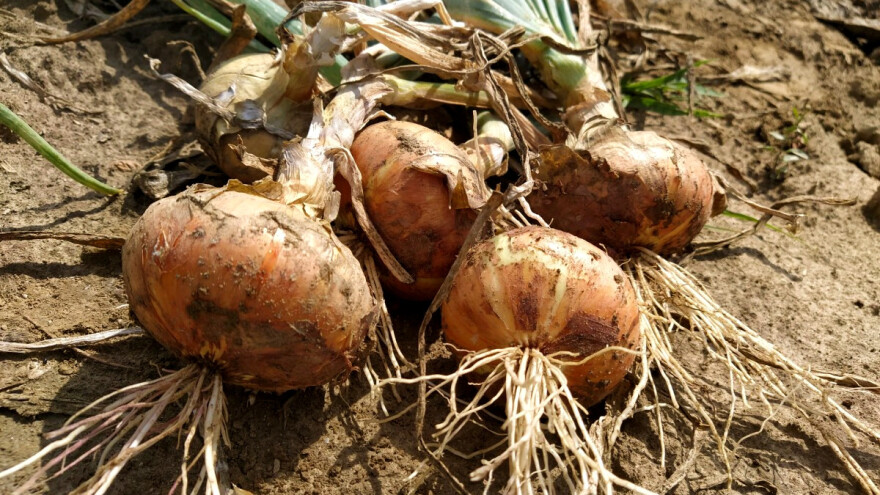 Dok jedni ostavljaju luk na polju zbog niske cijene drugi se nadaju njezinom rastu