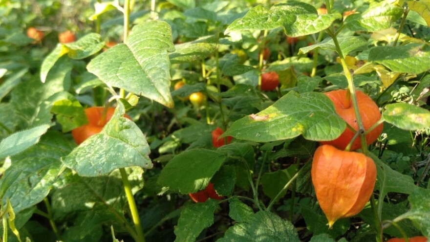 Vrijeme je berbe peruanske jagode - vrlo ljekovitog povrća!