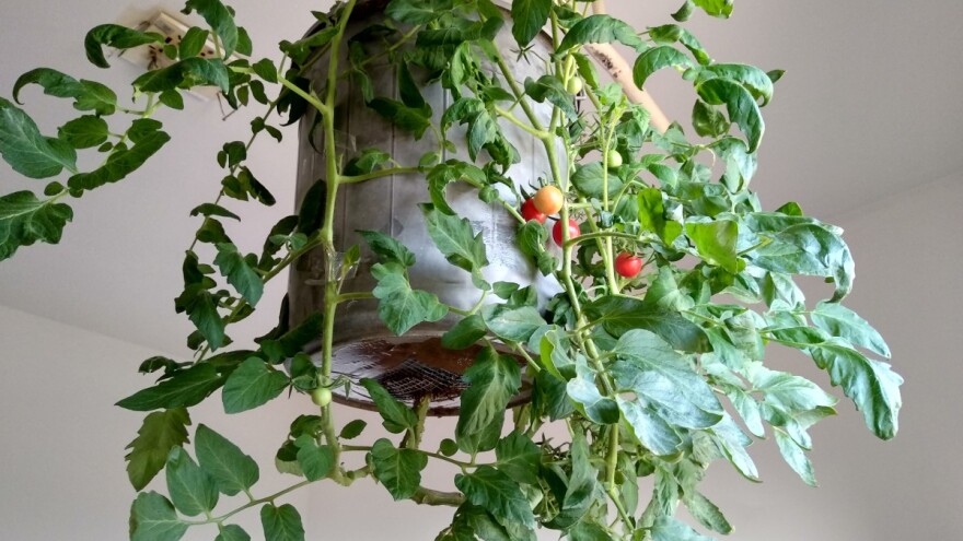 Uzgajajte čeri naopačke - moguće je!