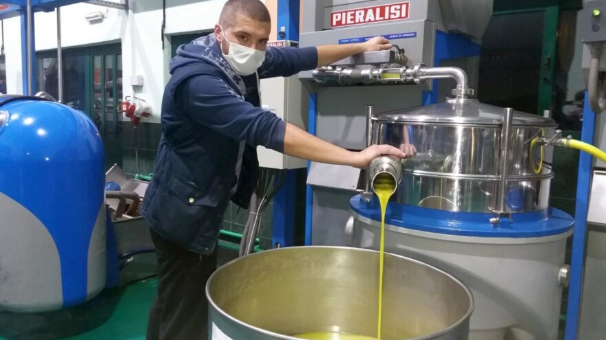 Najviše stabala, ali i prerađivačkih kapaciteta: Marinski kraj daje vrhunsko maslinovo ulje