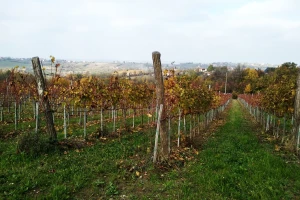 Pokrenuta javna nabavka za GIS za Vinogradarski registar