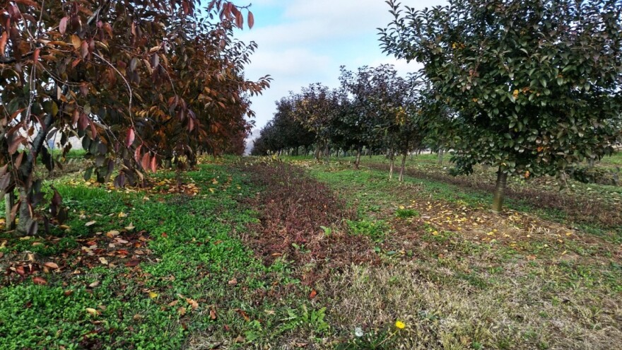 Umereno oblačno vreme - pripremite zasad voća za prezimljavanje