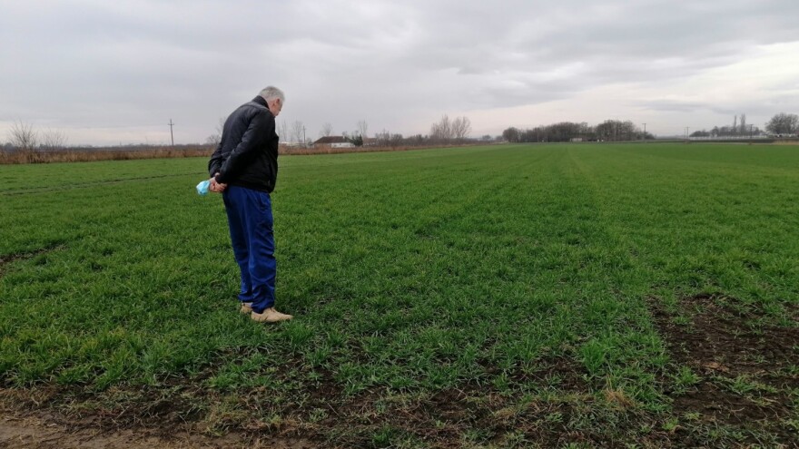 Pšenica u Vojvodini u dobrom stanju - uočljiv potencijal za dobar prinos