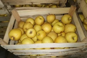 Rakija od jabuke nedovoljno zastupljena na srpskom tržištu?