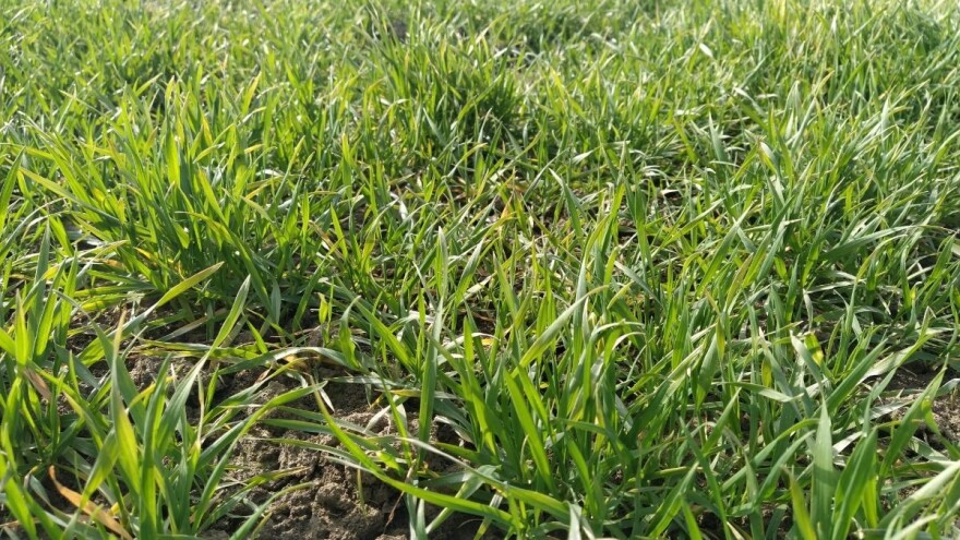 Promenljivo i oblačno - na usevima uočeni simptomi sive pegavosti pšenice