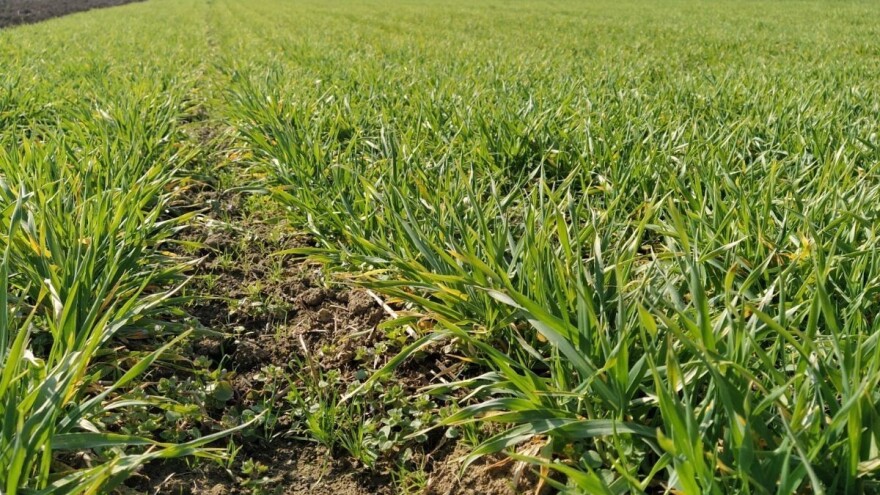 Zaoravanje zelenišnog đubriva - evo četiri stvari na koje treba da pazite