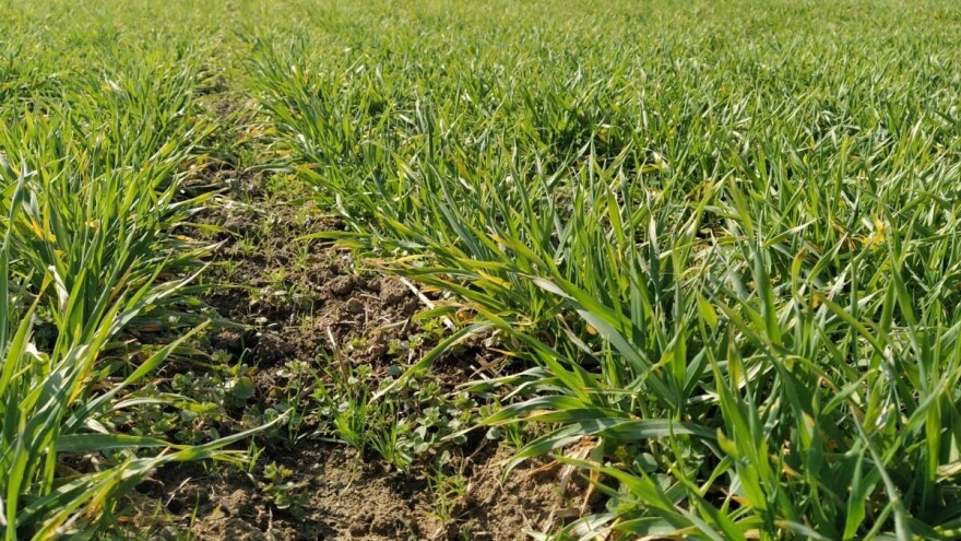 Objavljeni podaci o zasijanim površinama: Više od polovine pod pšenicom