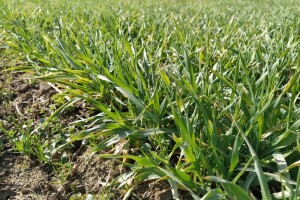 Niska temperatura nepovoljno utiče na strna žita - prihranite ih