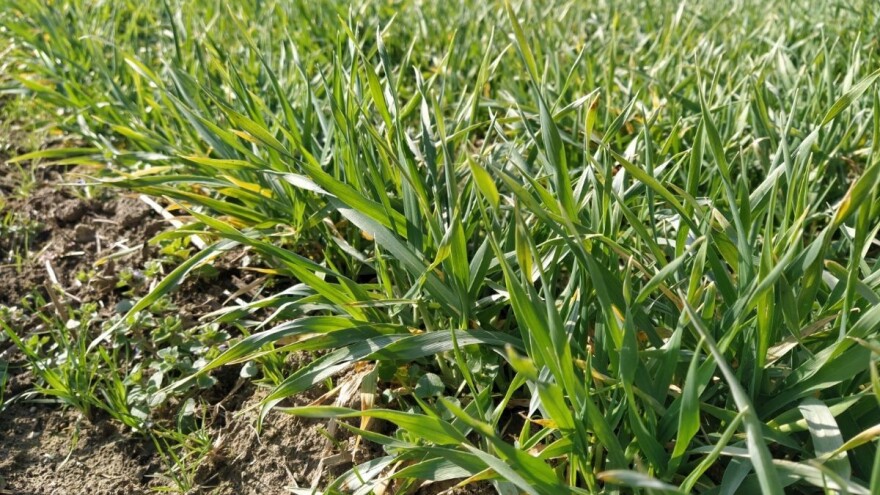 Niska temperatura nepovoljno utiče na strna žita - prihranite ih