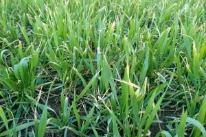 Produžiće se vegetacija pšenice, setva kukuruza čekaće 1. april