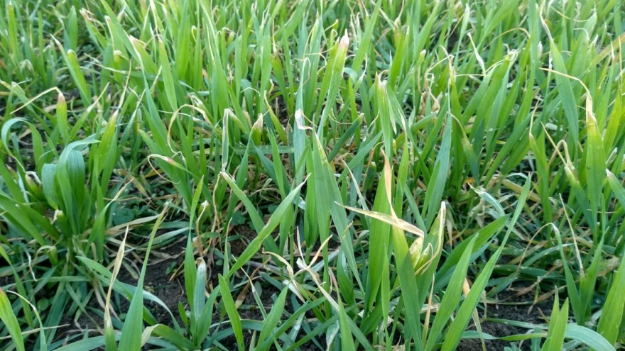 Produžiće se vegetacija pšenice, setva kukuruza čekaće 1. april