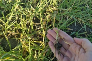 Biostimulatori kao odgovor na stres, promjenu klime, ali i visoke cijene gnojiva