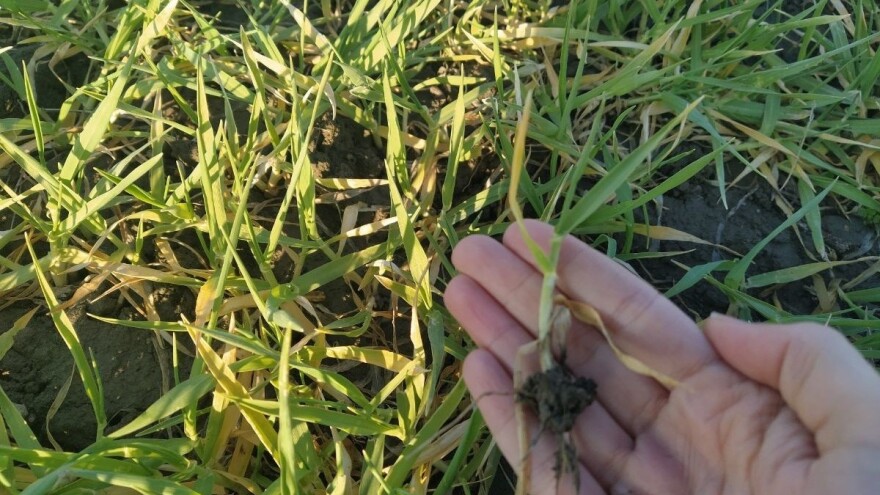 Biostimulatori kao odgovor na stres, promjenu klime, ali i visoke cijene gnojiva