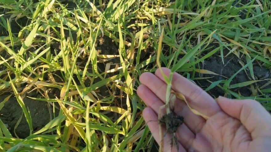 Izostavljanjem ozime prihrane u fazi busanja, prinos pšenice će biti minimalan