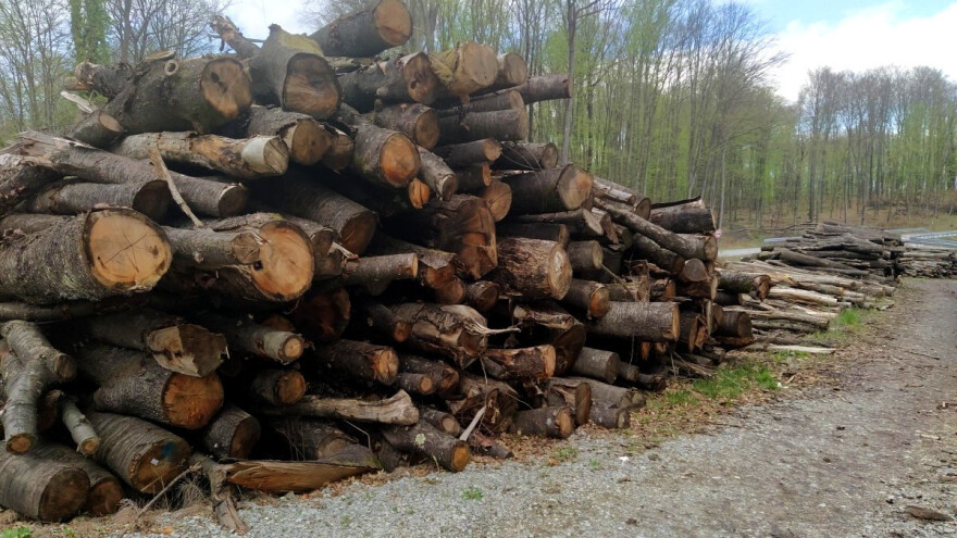 Stanje svetskih šuma sve lošije: COVID-19 će pogoršati situaciju?