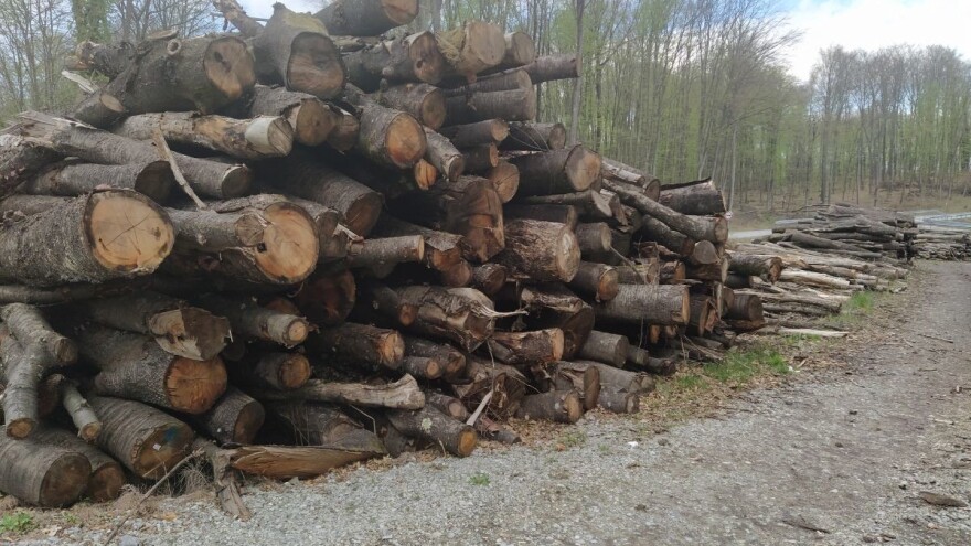 Hrvatske šume uplatile 42 milijuna kuna šumskog doprinosa u prvom kvartalu 2021.