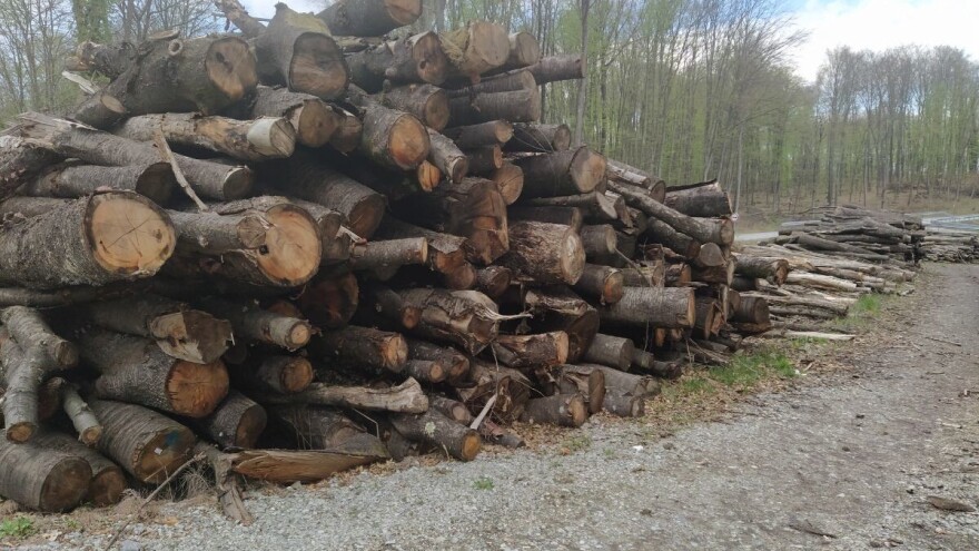 Pokradena privatna šuma