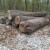 Osumnjičen za krađu stabala - oštetio šumariju za tisuću eura
