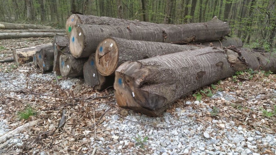 Osumnjičen za krađu stabala - oštetio šumariju za tisuću eura