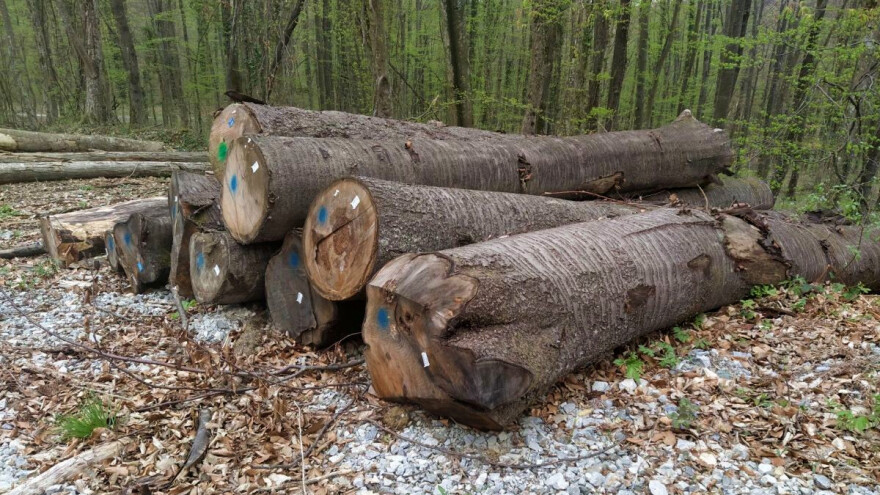 U izradi Nacionalni plan razvoja prerade drva i proizvodnje namještaja za 2022. - 2030.