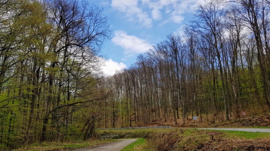 Potrebno je bolje mapiranje i stroga zaštita primarnih i starih šuma
