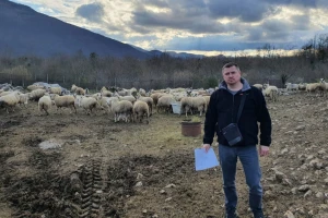 Novi masakr kod Gračaca: Vukovi usmrtili dvije krave i tri teleta!