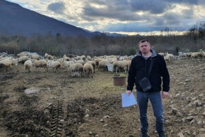 Novi masakr kod Gračaca: Vukovi usmrtili dvije krave i tri teleta!